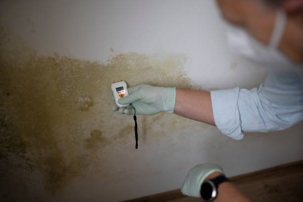 Best White Mold Remediation in Bolindale, OH